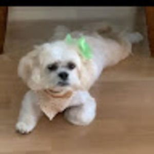 Meet your Posher, Holly